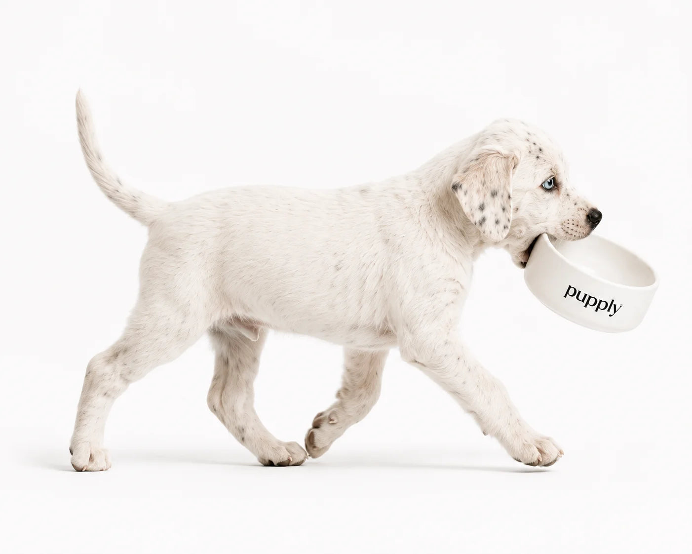Pupply Premium Puppy Food Packaging Design