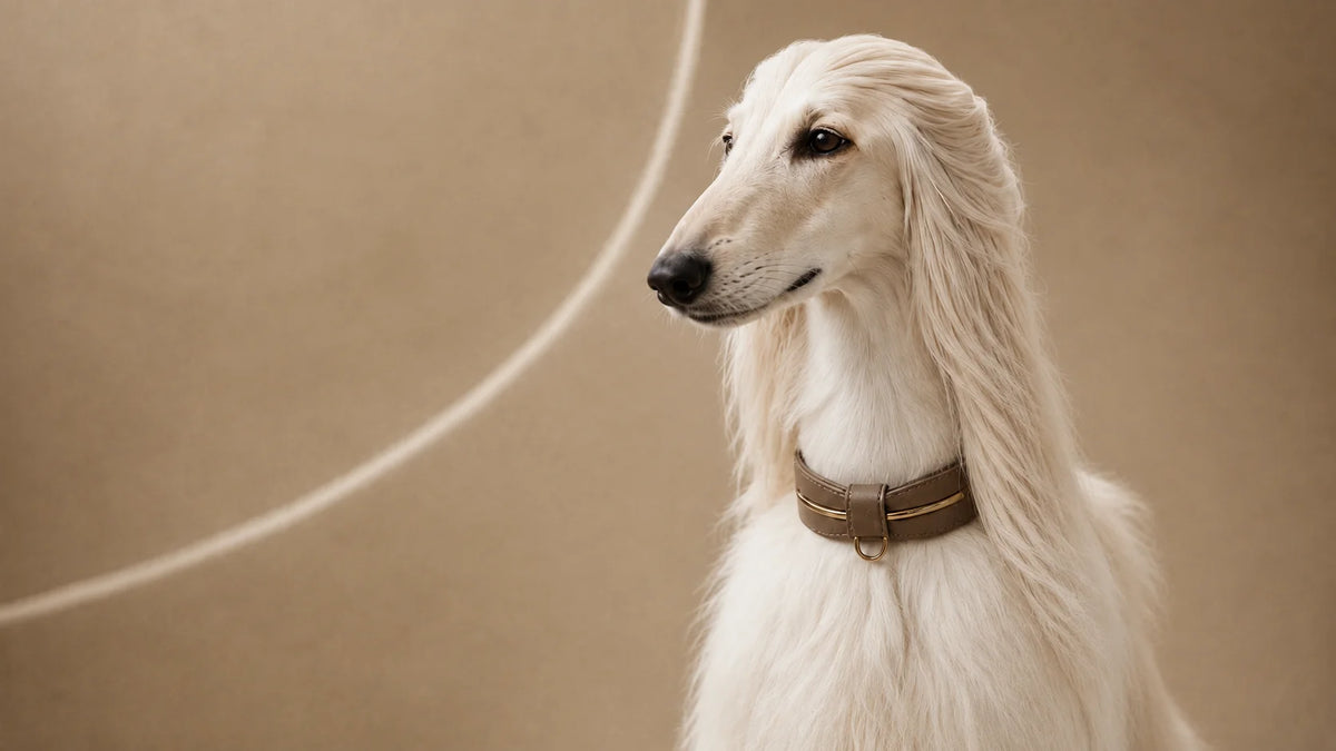 Long-haired cream dog wearing a brown leather collar with gold-toned hardware against a warm neutral background