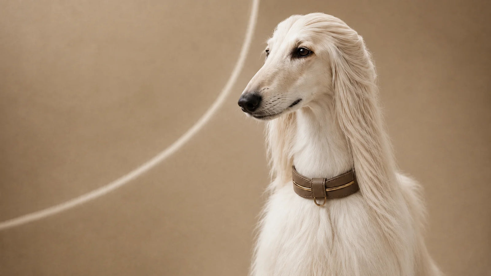 Long-haired cream dog wearing a brown leather collar with gold-toned hardware against a warm neutral background